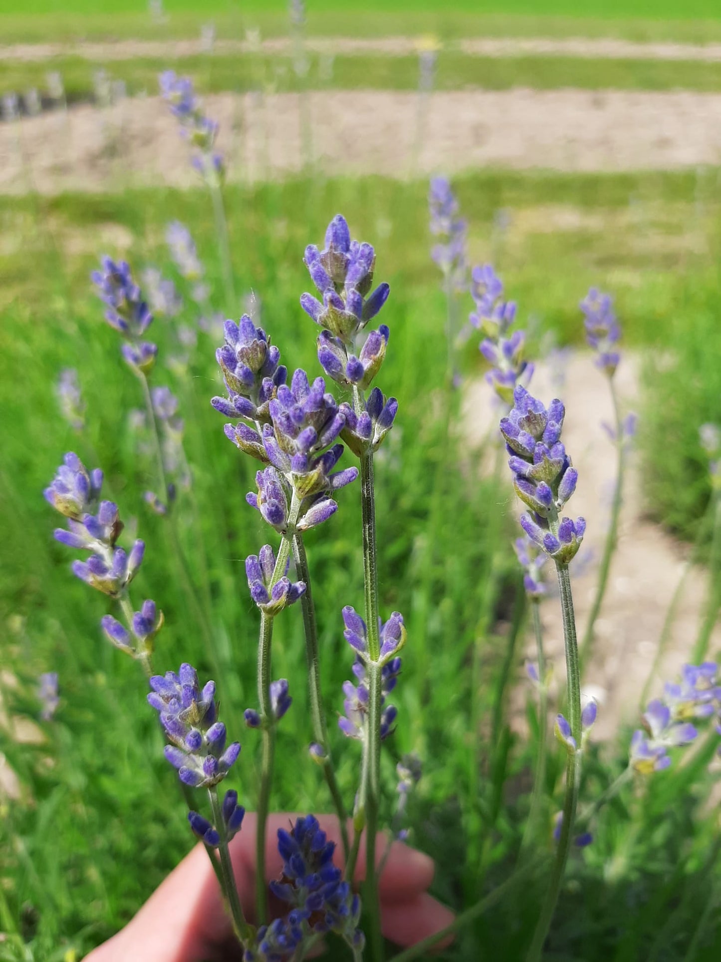 'Lavendelplanten / Dwarf Blue (Losse planten)