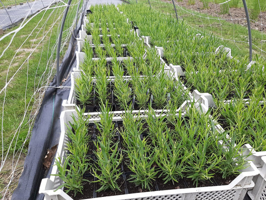 'Lavendelplanten (0,7 L pot) 5 stuks (Geen verzending, alleen ophalen)