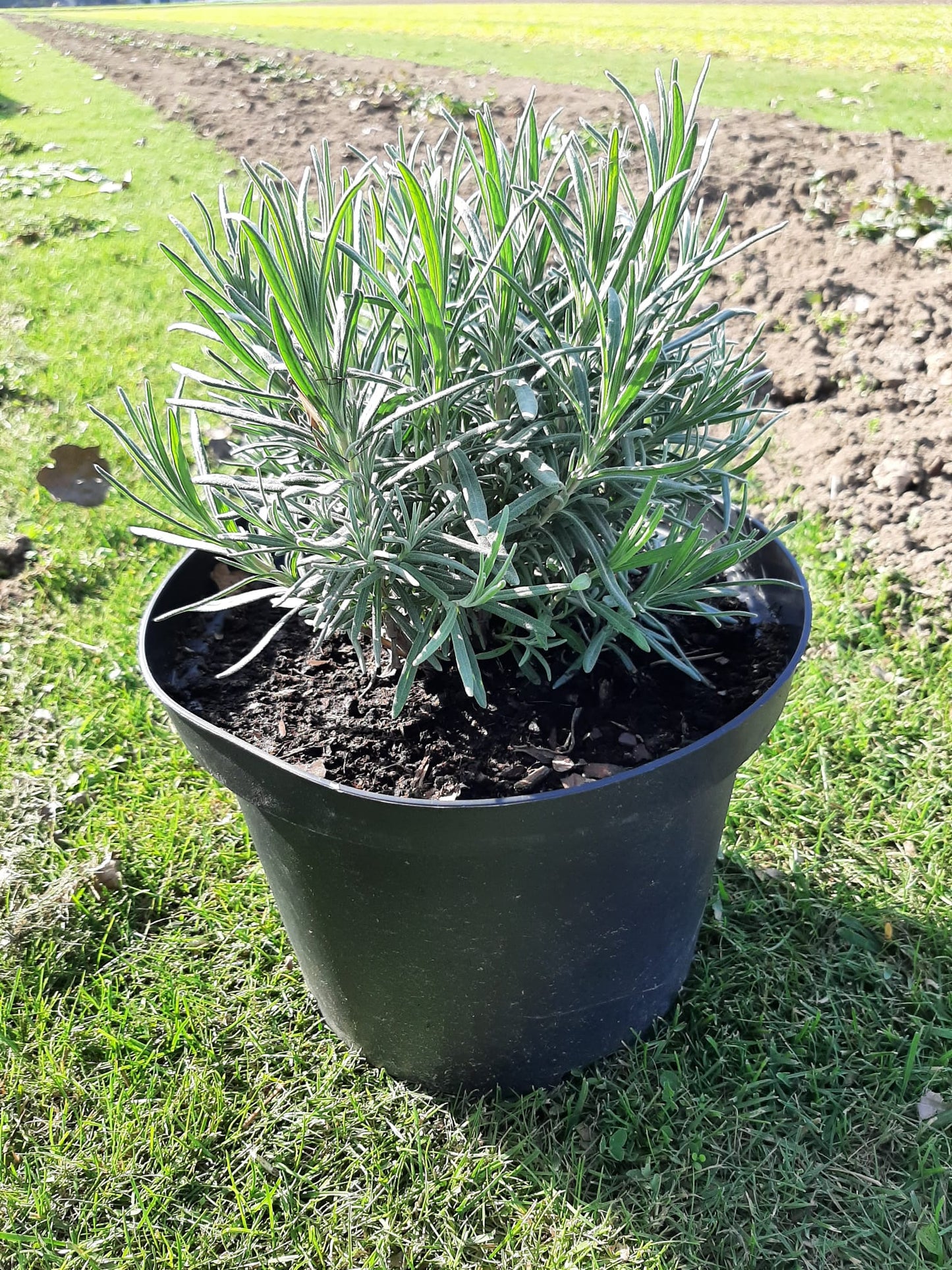 Grotere Lavendelplanten (5 L pot) 3 stuks (Geen verzending, alleen ophalen)