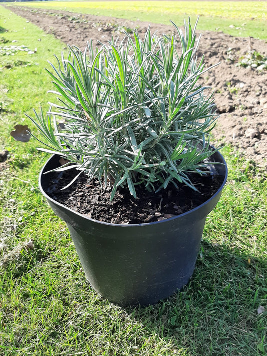 Grotere Lavendelplanten (5 L pot) 3 stuks (Geen verzending, alleen ophalen)